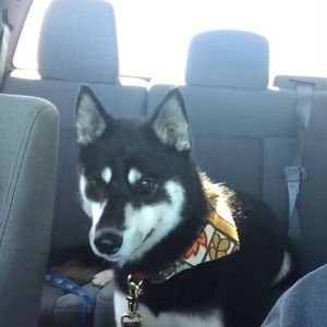 Meet your Posher, Justin